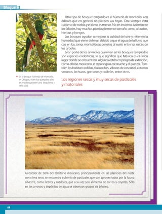 Otro tipo de bosque templado es el húmedo de montaña, con
árboles que en general no pierden sus hojas. Casi siempre está
cubierto de niebla y el clima es menos frío en invierno. Además de
los árboles, hay muchas plantas de menor tamaño como arbustos,
hierbas y hongos.
Los bosques ayudan a mejorar la calidad del aire y retienen la
humedad que viene del mar, debido a que el agua de la lluvia que
cae en las zonas montañosas penetra al suelo entre las raíces de
los arboles.
Gran parte de los animales que viven en los bosques templados
son especies endémicas, lo que significa que México es el único
lugar donde se encuentran. Algunos están en peligro de extinción,
como el lobo mexicano, el teporingo o zacatuche y el quetzal. Tam-
bién los habitan ardillas, tlacuaches, víboras de cascabel, cotorras
serranas, lechuzas, gorriones y colibríes, entre otros.
Las regiones secas y muy secas de pastizales
y matorrales
ΕΕ En el bosque húmedo de montaña,
en Chiapas, viven los quetzales; sólo
los machos poseen una larguísima y
bella cola.
Alrededor de 50% del territorio mexicano, principalmente en las planicies del norte
con clima seco, se encuentra cubierto de pastizales que son aprovechados por la fauna
silvestre, como liebres y roedores, que a su vez son alimento de zorros y coyotes. Sólo
en los arroyos y depósitos de agua se observan grupos de árboles.
64
IIBloque
AB-GEO B2_p.42-83.indd 64 12/12/11 10:53
 