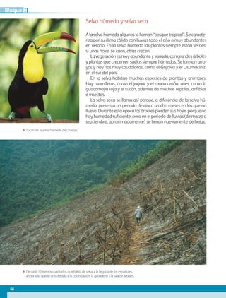 A la selva húmeda algunos la llaman “bosque tropical”. Se caracte-
riza por su clima cálido con lluvias todo el año o muy abundantes
en verano. En la selva húmeda las plantas siempre están verdes:
si unas hojas se caen, otras crecen.
La vegetación es muy abundante y variada, con grandes árboles
y plantas que crecen en suelos siempre húmedos. Se forman arro-
yos y hay ríos muy caudalosos, como el Grijalva y el Usumacinta
en el sur del país.
En la selva habitan muchas especies de plantas y animales.
Hay mamíferos, como el jaguar y el mono araña; aves, como la
guacamaya roja y el tucán, además de muchos reptiles, anfibios
e insectos.
La selva seca se llama así porque, a diferencia de la selva hú-
meda, presenta un periodo de cinco a ocho meses en los que no
llueve. Durante esta época los árboles pierden sus hojas porque no
hay humedad suficiente, pero en el periodo de lluvias (de marzo a
septiembre, aproximadamente) se llenan nuevamente de hojas.
ΕΕ De cada 10 metros cuadrados que había de selva a la llegada de los españoles,
ahora sólo queda uno debido a la colonización, la ganadería y la tala de árboles.
ΕΕ Tucán de la selva húmeda de Chiapas.
Selva húmeda y selva seca
66
IIBloque
AB-GEO B2_p.42-83.indd 66 12/12/11 10:53
 