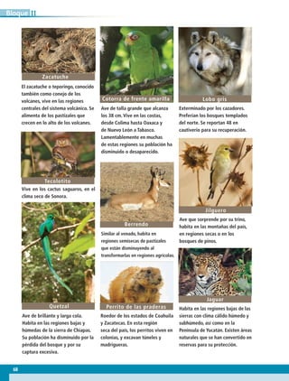 Exterminado por los cazadores.
Preferían los bosques templados
del norte. Se reportan 48 en
cautiverio para su recuperación.
Vive en los cactus saguaros, en el
clima seco de Sonora.
Ave que sorprende por su trino,
habita en las montañas del país,
en regiones secas o en los
bosques de pinos.
Ave de brillante y larga cola.
Habita en las regiones bajas y
húmedas de la sierra de Chiapas.
Su población ha disminuido por la
pérdida del bosque y por su
captura excesiva.
Habita en las regiones bajas de las
sierras con clima cálido húmedo y
subhúmedo, así como en la
Península de Yucatán. Existen áreas
naturales que se han convertido en
reservas para su protección.
Roedor de los estados de Coahuila
y Zacatecas. En esta región
seca del país, los perritos viven en
colonias, y excavan túneles y
madrigueras.
Similar al venado, habita en
regiones semisecas de pastizales
que están disminuyendo al
transformarlas en regiones agrícolas.
Berrendo
Tecolotito
El zacatuche o teporingo, conocido
también como conejo de los
volcanes, vive en las regiones
centrales del sistema volcánico. Se
alimenta de los pastizales que
crecen en lo alto de los volcanes.
Zacatuche
Jilguero
Jaguar
Quetzal
Lobo gris
Ave de talla grande que alcanza
los 38 cm. Vive en las costas,
desde Colima hasta Oaxaca y
de Nuevo León a Tabasco.
Lamentablemente en muchas
de estas regiones su población ha
disminuido o desaparecido.
Cotorra de frente amarilla
Perrito de las praderas
68
IIBloque
AB-GEO B2_p.42-83.indd 68 12/12/11 10:53
 