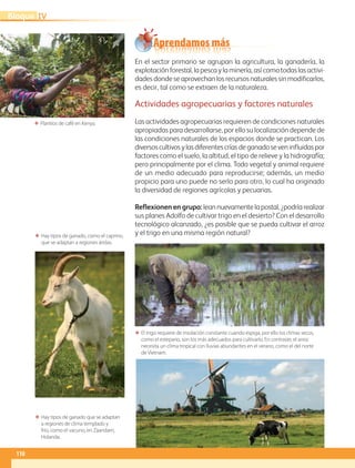 ΕΕ Plantíos de café en Kenya.
ΕΕ El trigo requiere de insolación constante cuando espiga, por ello los climas secos,
como el estepario, son los más adecuados para cultivarlo. En contraste, el arroz
necesita un clima tropical con lluvias abundantes en el verano, como el del norte
de Vietnam.
ΕΕ Hay tipos de ganado, como el caprino,
que se adaptan a regiones áridas.
ΕΕ Hay tipos de ganado que se adaptan
a regiones de clima templado y
frío, como el vacuno, en Zaandam,
Holanda.
Aprendamos más
En el sector primario se agrupan la agricultura, la ganadería, la
explotación forestal, la pesca y la minería, así como todas las activi-
dades donde se aprovechan los recursos naturales sin modificarlos,
es decir, tal como se extraen de la naturaleza.
Actividades agropecuarias y factores naturales
Las actividades agropecuarias requieren de condiciones naturales
apropiadas para desarrollarse, por ello su localización depende de
las condiciones naturales de los espacios donde se practican. Los
diversoscultivosylasdiferentescríasdeganadoseveninfluidaspor
factores como el suelo, la altitud, el tipo de relieve y la hidrografía;
pero principalmente por el clima. Todo vegetal y animal requiere
de un medio adecuado para reproducirse; además, un medio
propicio para uno puede no serlo para otro, lo cual ha originado
la diversidad de regiones agrícolas y pecuarias.
Reflexionen en grupo:leannuevamentelapostal,¿podríarealizar
sus planes Adolfo de cultivar trigo en el desierto? Con el desarrollo
tecnológico alcanzado, ¿es posible que se pueda cultivar el arroz
y el trigo en una misma región natural?
110
IVBloque
AB-GEO-5-P-108-149.indd 110 17/02/12 11:19
 