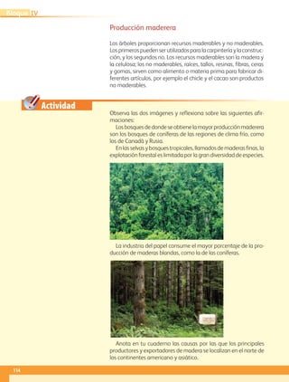 Actividad
Observa las dos imágenes y reflexiona sobre las siguientes afir-
maciones:
Losbosquesdedondeseobtienelamayorproducciónmaderera
son los bosques de coníferas de las regiones de clima frío, como
los de Canadá y Rusia.
En las selvas y bosques tropicales, llamados de maderas finas, la
explotación forestal es limitada por la gran diversidad de especies.
Producción maderera
Los árboles proporcionan recursos maderables y no maderables.
Los primeros pueden ser utilizados para la carpintería y la construc-
ción, y los segundos no. Los recursos maderables son la madera y
la celulosa; los no maderables, raíces, tallos, resinas, fibras, ceras
y gomas, sirven como alimento o materia prima para fabricar di-
ferentes artículos, por ejemplo el chicle y el cacao son productos
no maderables.
La industria del papel consume el mayor porcentaje de la pro-
ducción de maderas blandas, como la de las coníferas.
Anota en tu cuaderno las causas por las que los principales
productores y exportadores de madera se localizan en el norte de
los continentes americano y asiático.
114
IVBloque
AB-GEO-5-P-108-149.indd 114 17/02/12 11:19
 