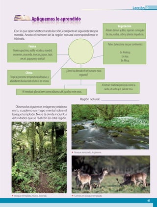Apliquemos lo aprendido
Con lo que aprendiste en esta lección, completa el siguiente mapa
mental. Anota el nombre de la región natural correspondiente e
ilústrala.
Observalassiguientesimágenesyelabora
en tu cuaderno un mapa mental sobre el
bosque templado. No se te olvide incluir las
actividades que se realizan en esta región.
Región natural: 
Vegetación
Árboles densos y altos, especies como palo
de rosa, caoba, cedro y plantas trepadoras.
Fauna
Mono capuchino, ardilla voladora, mandril,
serpientes, anaconda, insectos, jaguar, tapir,
pecarí, papagayo y quetzal.
Clima
Tropical, presenta temperaturas elevadas y
abundantes lluvias todo el año o en verano.
Al extraer maderas preciosas como la
caoba, el cedro y el palo de rosa.
Al introducir plantaciones como plátano, café, caucho, entre otras.
¿Cómo ha alterado el ser humano estas
regiones?
Países (selecciona tres por continente)
En América:
En Asia:
En África:
ΕΕ Bosque templado, Inglaterra.
ΕΕ Bosque templado, Nueva Zelanda. ΕΕ Ciervos en bosque templado.
67
Lección 4
AB-GEO-5-P-038-073.indd 67 17/02/12 10:57
 
