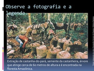 Observe a fotografia e a
  legenda.
Ricardo Azoury/ Olhar Imagem




                                                                                              Parte integrante da obra Geografia Homem & Espaço, Editora Saraiva
                               Extração de castanha-do-pará, semente da castanheira, árvore
                               que atinge cerca de 60 metros de altura e é encontrada na
                               floresta Amazônica.
 
