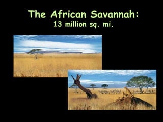 The African Savannah:
13 million sq. mi.
 