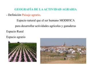 GEOGRAFÍA DE LAACTIVIDAD AGRARIA
- Definición Paisaje agrario.
Espacio natural que el ser humano MODIFICA
para desarrollar actividades agrícolas y ganaderas
Espacio Rural
Espacio agrario
 