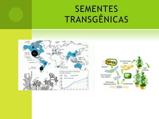 SEMENTES
TRANSGÊNICAS
 