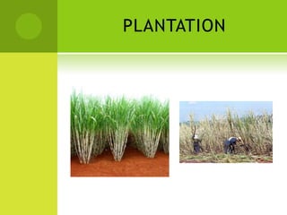 PLANTATION
 