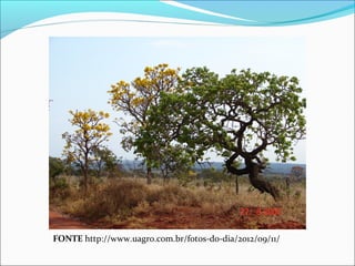 FONTE http://www.uagro.com.br/fotos-do-dia/2012/09/11/
 