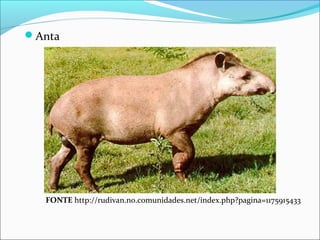 Anta
FONTE http://rudivan.no.comunidades.net/index.php?pagina=1175915433
 