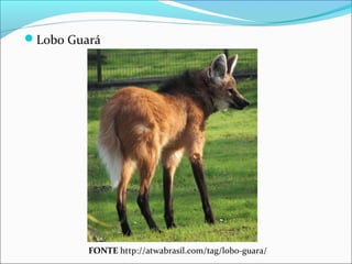 Lobo Guará
FONTE http://atwabrasil.com/tag/lobo-guara/
 