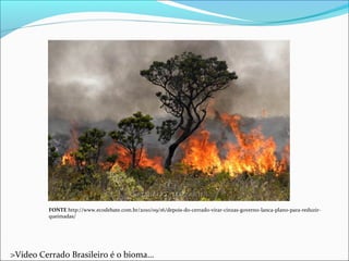 FONTE http://www.ecodebate.com.br/2010/09/16/depois-do-cerrado-virar-cinzas-governo-lanca-plano-para-reduzir-
queimadas/
>Vídeo Cerrado Brasileiro é o bioma...
 
