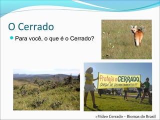 O Cerrado
Para você, o que é o Cerrado?
>Vídeo Cerrado – Biomas do Brasil
 