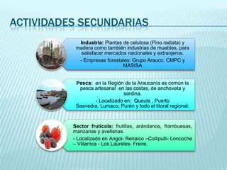 ACTIVIDADES SECUNDARIAS
Industria: Plantas de celulosa (Pino radiata) y
madera como también industrias de muebles, para
satisfacer mercados nacionales y extranjeros.
- Empresas forestales: Grupo Arauco. CMPC y
MASISA

Pesca: en la Región de la Araucanía es común la
pesca artesanal en las costas, de anchoveta y
sardina.
- Localizado en: Queule , Puerto
Saavedra, Lumaco, Purén y todo el litoral regional.

Sector frutícola: frutillas, arándanos, frambuesas,
manzanas y avellanas.
- Localizado en Angol- Renaico –Collipulli- Loncoche
– Villarrica - Los Laureles- Freire.

 