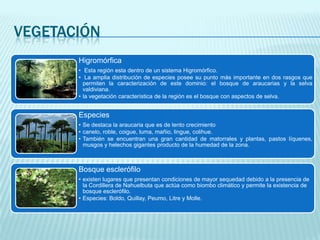 VEGETACIÓN
Higromórfica
• Esta región esta dentro de un sistema Higromórfico.
• La amplia distribución de especies posee su punto más importante en dos rasgos que
permiten la caracterización de este dominio: el bosque de araucarias y la selva
valdiviana.
• la vegetación característica de la región es el bosque con aspectos de selva.

Especies
• Se destaca la araucaria que es de lento crecimiento
• canelo, roble, coigue, luma, mañio, lingue, colihue.
• También se encuentran una gran cantidad de matorrales y plantas, pastos líquenes,
musgos y helechos gigantes producto de la humedad de la zona.

Bosque esclerófilo
• existen lugares que presentan condiciones de mayor sequedad debido a la presencia de
la Cordillera de Nahuelbuta que actúa como biombo climático y permite la existencia de
bosque esclerófilo.
• Especies: Boldo, Quillay, Peumo, Litre y Molle.

 