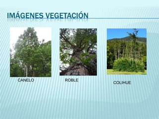 IMÁGENES VEGETACIÓN

CANELO

ROBLE

COLIHUE

 