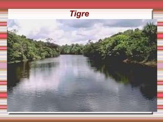 Tigre
 
