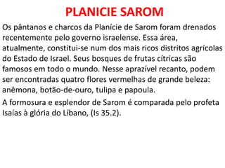 PLANICIE SAROM
Os pântanos e charcos da Planície de Sarom foram drenados
recentemente pelo governo israelense. Essa área,
atualmente, constitui-se num dos mais ricos distritos agrícolas
do Estado de Israel. Seus bosques de frutas cítricas são
famosos em todo o mundo. Nesse aprazível recanto, podem
ser encontradas quatro flores vermelhas de grande beleza:
anêmona, botão-de-ouro, tulipa e papoula.
A formosura e esplendor de Sarom é comparada pelo profeta
Isaías à glória do Líbano, (Is 35.2).
 