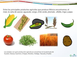 Entre los principales productos agrícolas que produce México encontramos: el
maíz, la caña de azúcar, aguacate, sorgo, chile verde, jitomate , alfalfa, trigo y papa
Los estados con gran producción agrícola se concentran en la península de
Yucatán, Oaxaca, Guerrero, Chiapas, Morelos, Hidalgo, Tlaxcala y Puebla
 
