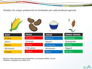 Estados con mayor producción en toneladas por cada producto agrícola
MAIZ
Sinaloa
Jalisco
México
Michoacán
Chiapas
FRIJOL
Zacatecas
Durango
Sinaloa
Chihuahua
Chiapas
ARROZ
Veracruz
Nayarit
Campeche
Michoacán
Jalisco
SORGO GRANO
Tamaulipas
Guanajuato
Sinaloa
Nayarit
Morelos
Basado en datos del Instituto Nacional Estadístico y de Geografía (INEGI) , Anuario
Estadístico y Geográfico por entidad, 2014
 