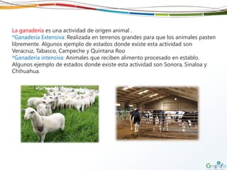 La ganadería es una actividad de origen animal .
*Ganadería Extensiva: Realizada en terrenos grandes para que los animales pasten
libremente. Algunos ejemplo de estados donde existe esta actividad son
Veracruz, Tabasco, Campeche y Quintana Roo
*Ganadería intensiva: Animales que reciben alimento procesado en establo.
Algunos ejemplo de estados donde existe esta actividad son Sonora, Sinaloa y
Chihuahua.
 