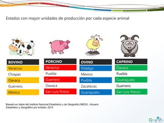 Estados con mayor unidades de producción por cada especie animal
BOVINO
Veracruz
Chiapas
Oaxaca
Guerrero
México
PORCINO
Veracruz
Puebla
Guerrero
Oaxaca
San Luis Potosí
OVINO
Hidalgo
México
Puebla
Zacatecas
Guanajuato
CAPRINO
Oaxaca
Puebla
Guanajuato
Guerrero
San Luis Potosí
Basado en datos del Instituto Nacional Estadístico y de Geografía (INEGI) , Anuario
Estadístico y Geográfico por entidad, 2014
 