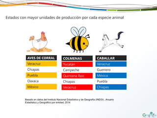Estados con mayor unidades de producción por cada especie animal
AVES DE CORRAL
Veracruz
Chiapas
Puebla
Oaxaca
México
COLMENAS
Yucatán
Campeche
Quintana Roo
Chiapas
Veracruz
CABALLAR
Veracruz
Guerrero
México
Puebla
Chiapas
Basado en datos del Instituto Nacional Estadístico y de Geografía (INEGI) , Anuario
Estadístico y Geográfico por entidad, 2014
 