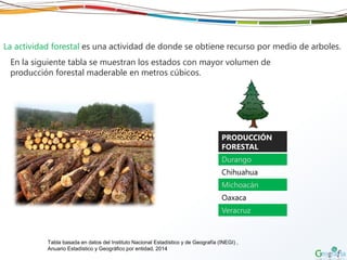 La actividad forestal es una actividad de donde se obtiene recurso por medio de arboles.
PRODUCCIÓN
FORESTAL
Durango
Chihuahua
Michoacán
Oaxaca
Veracruz
En la siguiente tabla se muestran los estados con mayor volumen de
producción forestal maderable en metros cúbicos.
Tabla basada en datos del Instituto Nacional Estadístico y de Geografía (INEGI) ,
Anuario Estadístico y Geográfico por entidad, 2014
 