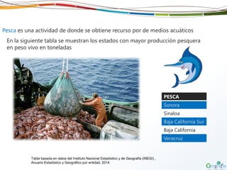 Pesca es una actividad de donde se obtiene recurso por de medios acuáticos
PESCA
Sonora
Sinaloa
Baja California Sur
Baja California
Veracruz
En la siguiente tabla se muestran los estados con mayor producción pesquera
en peso vivo en toneladas
Tabla basada en datos del Instituto Nacional Estadístico y de Geografía (INEGI) ,
Anuario Estadístico y Geográfico por entidad, 2014
 