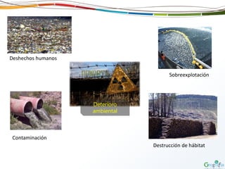 Sobreexplotación
Contaminación
Destrucción de hábitat
Deshechos humanos
Deterioro
ambiental
 