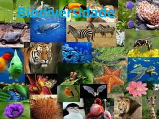 Biodiversidade
 