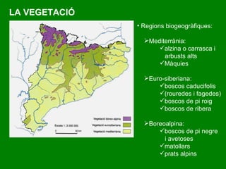 LA VEGETACIÓ R egions biogeogràfiques: Mediterrània: alzina o carrasca i arbusts alts Màquies Euro-siberiana: boscos caducifolis (rouredes i fagedes)  boscos de pi roig boscos de ribera Boreoalpina: boscos de pi negre i avetoses  matollars  prats alpins 