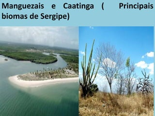 Manguezais e Caatinga ( Principais
biomas de Sergipe)
 