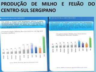 PRODUÇÃO DE MILHO E FEIJÃO DO
CENTRO-SUL SERGIPANO
 