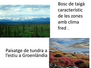 Bosc de taigà 
característic 
de les zones 
amb clima 
fred . 
Paisatge de tundra a 
l’estiu a Groenlàndia 
 