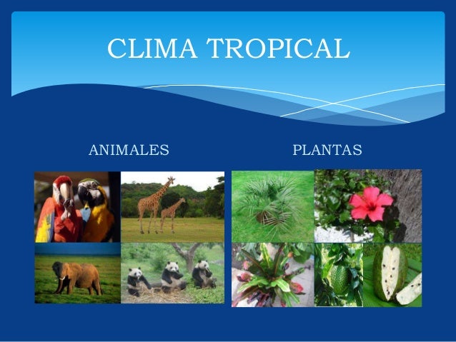 Geografia diapositiva tipos de clima
