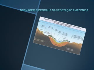 DRENAGEM E DEGRAUS DA VEGETAÇÃO AMAZÔNICA
 