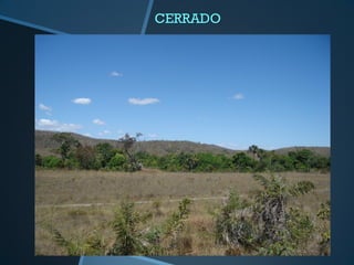 CERRADO
 
