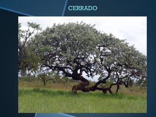 CERRADO
 
