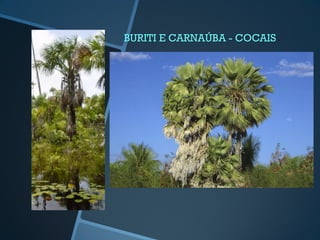 BURITI E CARNAÚBA - COCAIS
 