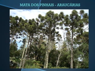MATA DOS PINHAIS - ARAUCÁRIAS
 