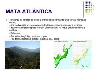 MATA ATLÂNTICA
 - presença de árvores de médio e grande porte, formando uma floresta fechada e
densa;
- rica biodiversidade, com presença de diversas espécies animais e vegetais;
- as árvores de grande porte formam um microclima na mata, gerando sombra e
umidade.
- Palmeiras
- - Bromélias, begônias, orquídeas, cipós
- Pau-brasil, jacarandá, peroba, jequitibá-rosa, cedro
 