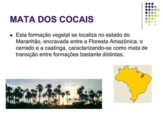 MATA DOS COCAIS
 Esta formação vegetal se localiza no estado do
Maranhão, encravada entre a Floresta Amazônica, o
cerrado e a caatinga, caracterizando-se como mata de
transição entre formações bastante distintas.
 