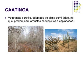 CAATINGA
 Vegetação xerófila, adaptada ao clima semi-árido, na
qual predominam arbustos caducifólios e espinhosos.
 