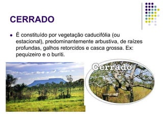 CERRADO
 É constituído por vegetação caducifólia (ou
estacional), predominantemente arbustiva, de raízes
profundas, galhos retorcidos e casca grossa. Ex:
pequizeiro e o buriti.
 