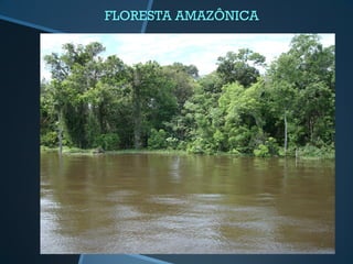 FLORESTA AMAZÔNICA
 