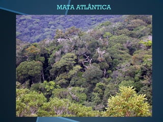 MATA ATLÂNTICA
 