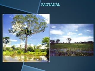 PANTANAL
 