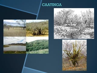 CAATINGA
 