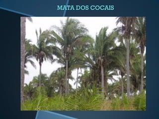 MATA DOS COCAIS
 