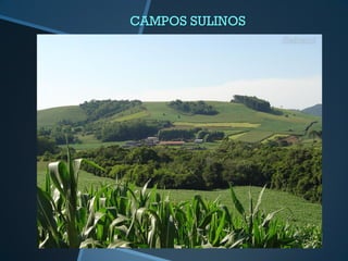 CAMPOS SULINOS
 